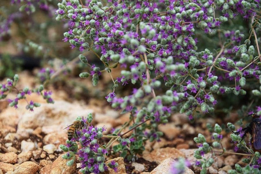view up close of 'Cretian Feast' aromatic crops with purple flowers
